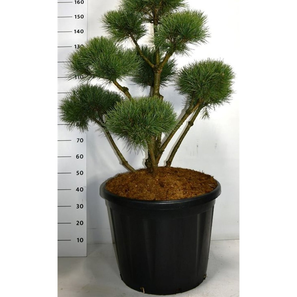 Tall – Pinus sylvestris 'Watereri' - C110 100-120 cm. Bonsai